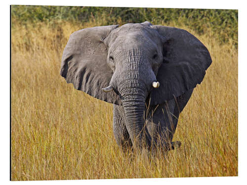 Stampa su alluminio Elephant in the gras - Africa wildlife