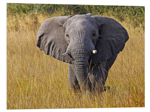 Foam board print Elephant in the gras - Africa wildlife