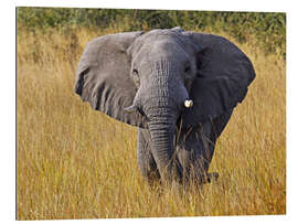 Gallery Print Elefant im Gras - Afrika wildlife