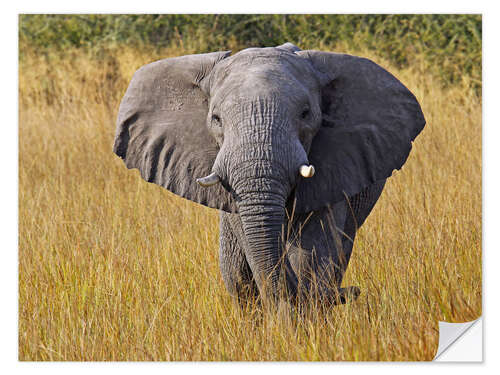 Sisustustarra Elephant in the gras - Africa wildlife