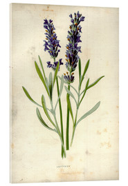 Akrylglastavla  Lavender - Frederick Edward Hulme