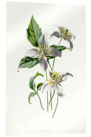 Acrylglas print Clematis