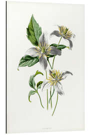 Aluminium print Clematis