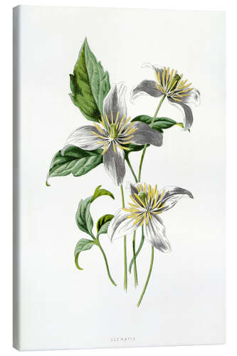 Canvas print Clematis