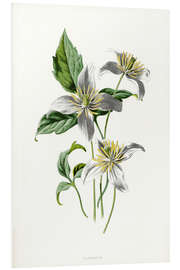 Foam board print Clematis