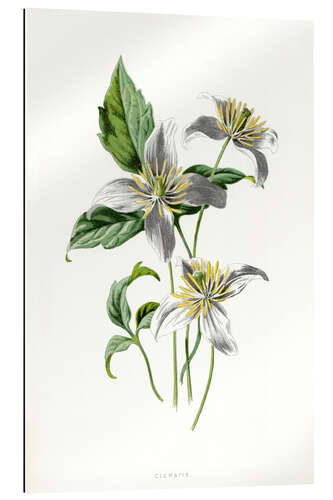 Gallery print Clematis