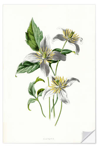 Wandsticker Waldrebe (Clematis)