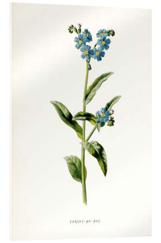 Obraz na szkle akrylowym Forget-Me-Not