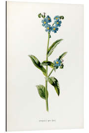 Obraz na aluminium Forget-Me-Not