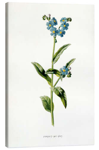 Canvas print Forget-Me-Not