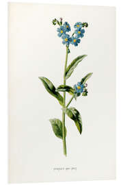 Foam board print Forget-Me-Not