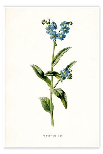 Poster Forget-Me-Not
