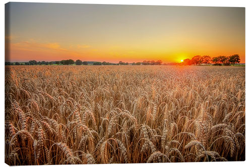 Stampa su tela Campo di grano