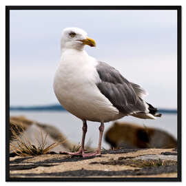 Gerahmter Kunstdruck Möwe am Hafen von Sassnitz auf der Insel Rügen