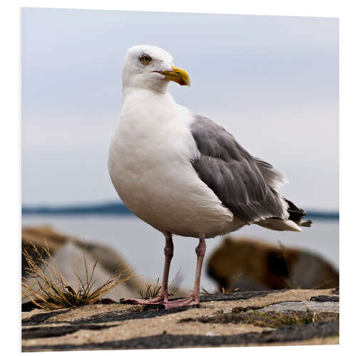 Foam board print Seagull at the port of Sassnitz, on the island of Rügen