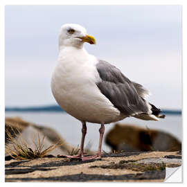 Vinilo para la pared Seagull at the port of Sassnitz, on the island of Rügen