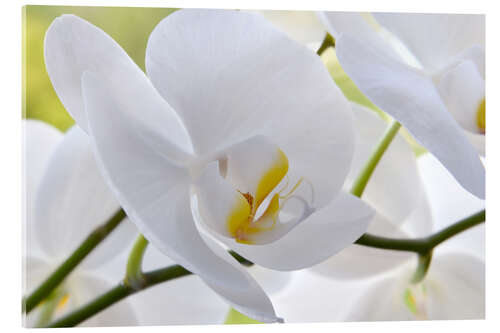 Acrylic print Beautiful white orchid