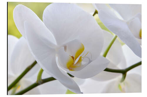 Alubild Schöne, weiße Orchidee