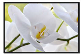 Gerahmter Kunstdruck Schöne, weiße Orchidee