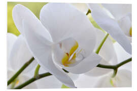 Foam board print Beautiful white orchid