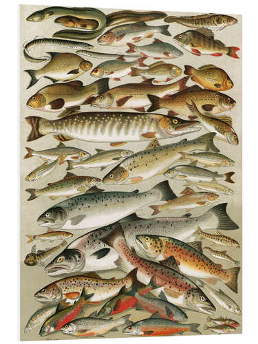 Tableau en PVC Poissons d'eau douce