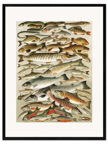 Framed art print Freshwater Fish