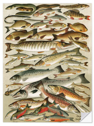 Selvklebende plakat Freshwater Fish