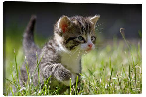 Tableau sur toile Chaton