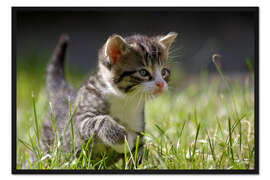 Gerahmter Kunstdruck Kätzchen
