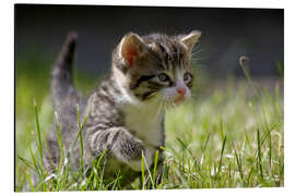 Magnettafel Kätzchen