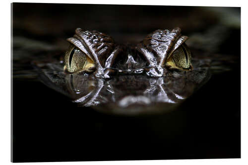 Acrylic print alligator