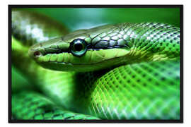 Gerahmter Kunstdruck Schlange