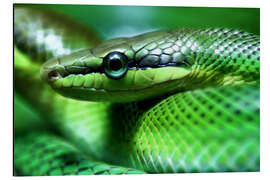 Magnettafel Schlange