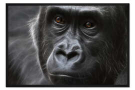 Gerahmter Kunstdruck Gorilla