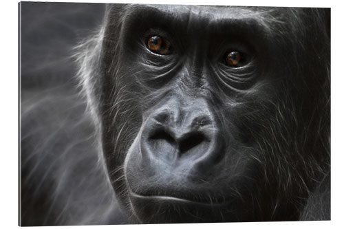 Gallery print gorilla