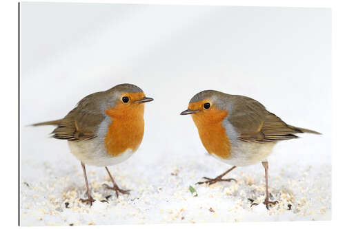 Galleritryck Robin 