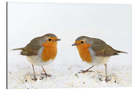 Magnettafel Rotkehlchen
