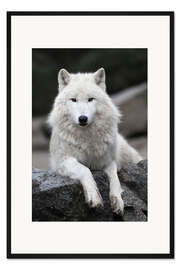 Gerahmter Kunstdruck der wolf