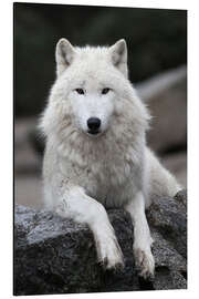 Magnettafel der wolf