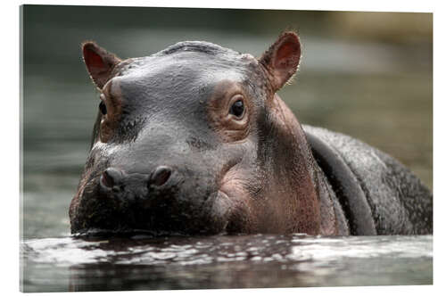 Akryylilasitaulu Hippopotamus