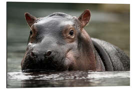 Aluminium print Hippopotamus