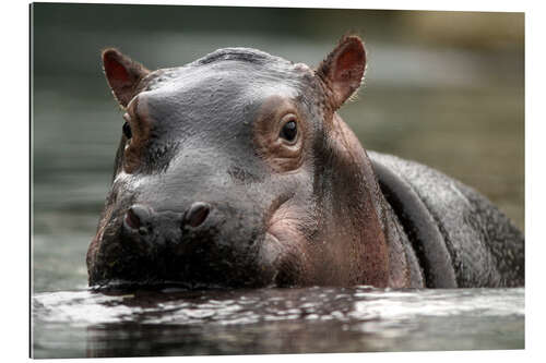 Quadro em plexi-alumínio Hippopotamus