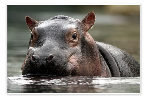 Poster Hippopotamus