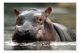 Tableau  Hippopotame - WildlifePhotography