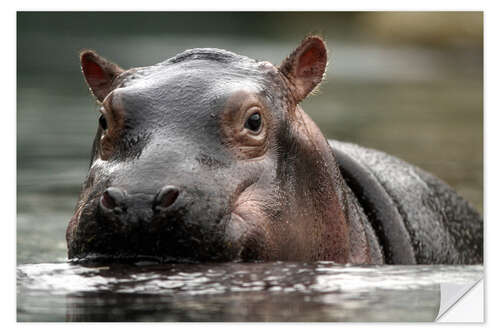 Naklejka na ścianę Hippopotamus