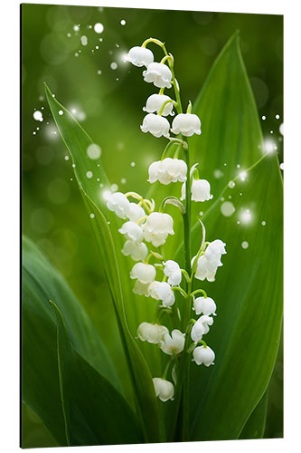 Aluminiumsbilde Lily of the valley