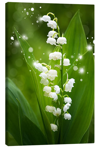 Canvas-taulu Lily of the valley