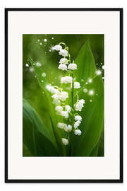 Gerahmter Kunstdruck Maiglöckchen