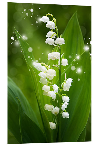 Gallery print Lily of the valley