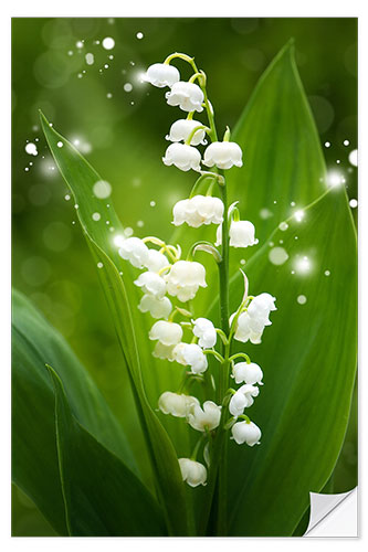 Selvklebende plakat Lily of the valley